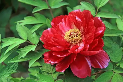 点击欣赏高清大图——牡丹花摄影选2 - 伴月轩主博客