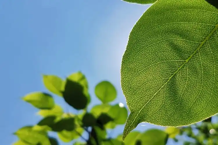 绿色霸屏很养眼哦