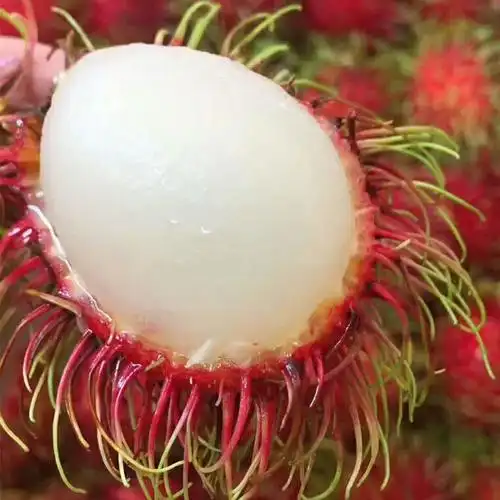 荔枝箱包现摘鲜果孕妇热带越南红毛毛丹