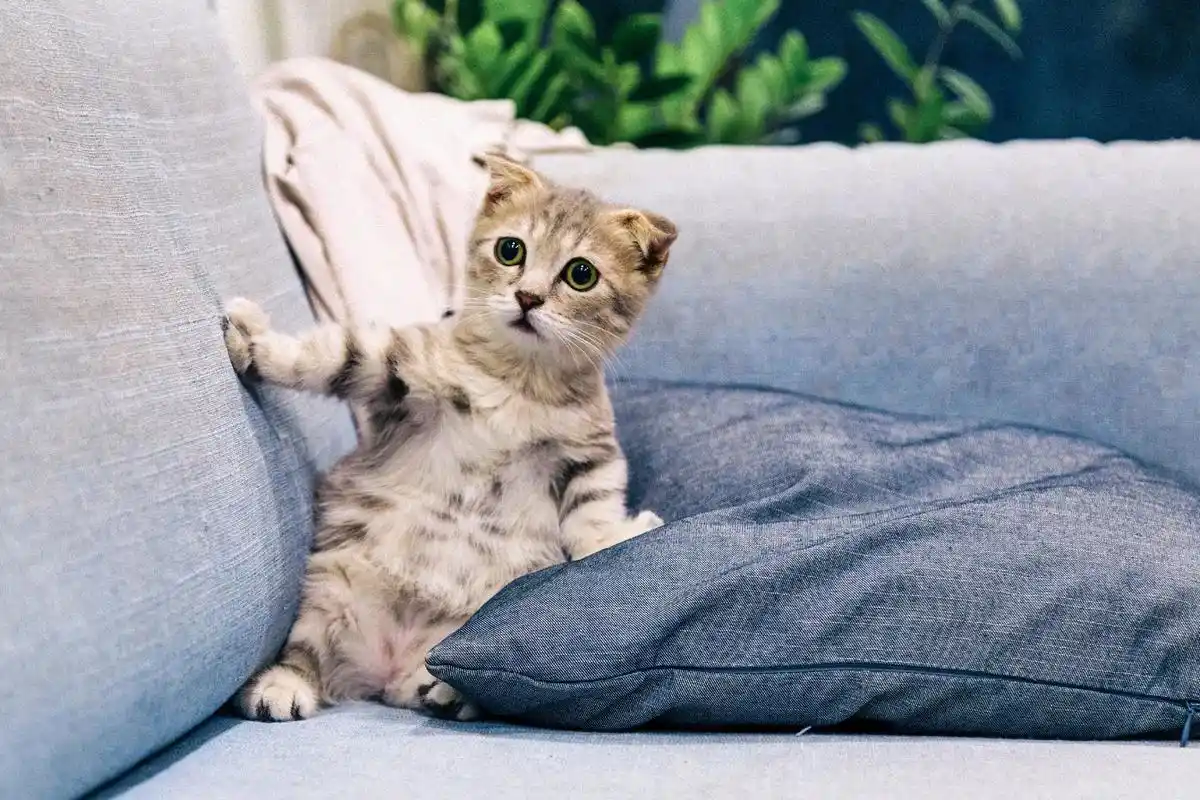 壁纸 #猫 #超高清壁纸  - 抖音