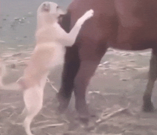 搞笑gif趣图:拍马屁也是一门技术活,这狗子一看就没练到家