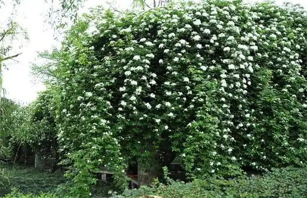 七里香简介及图片赏析