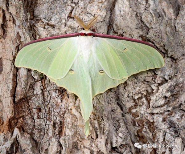 物种图册-大水青蛾 -物种库