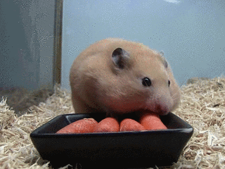 仓鼠gif萌宠gif可爱gif卖萌gif