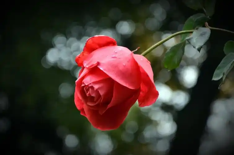 无意中走到玫瑰花园,大而壮实 鲜红 含苞待放 的玫瑰花,让我这个不爱