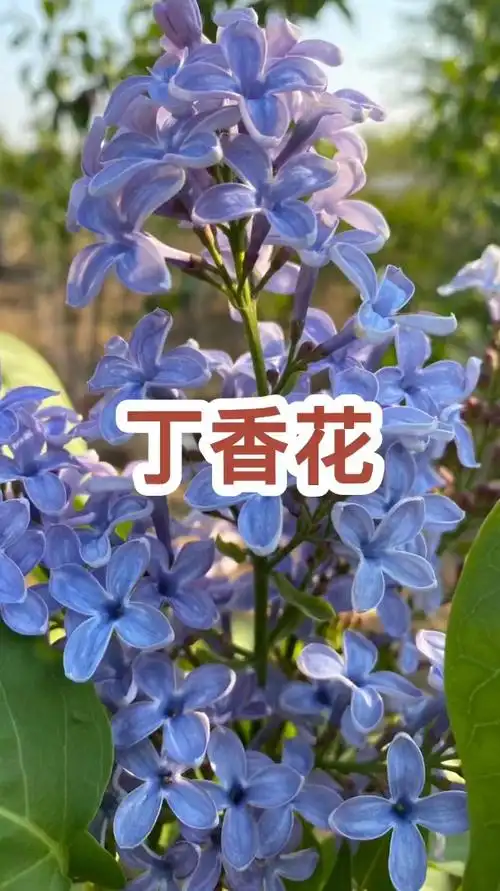 东北都可以种的欧洲丁香花,开花花大色艳,香味浓郁-度小视