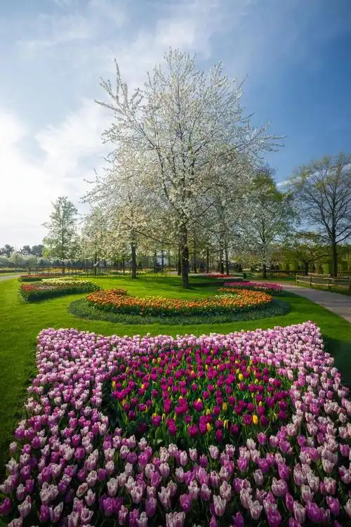 荷兰库肯霍夫(keukenhof),被称为世界上最美丽的郁金香花园,请欣赏