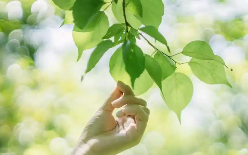 小清新静物摄影高清电脑桌面壁纸-风格壁纸-壁纸下载-美桌网