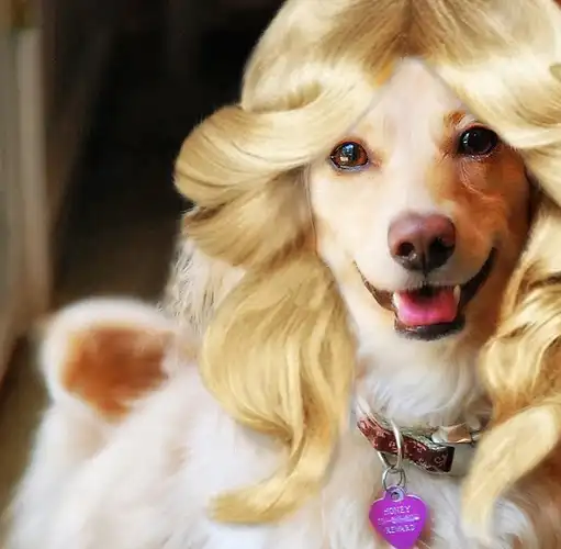 宠物最喜欢被主人亲亲抱抱举高高,可是这只狗狗被主人亲了这么多下