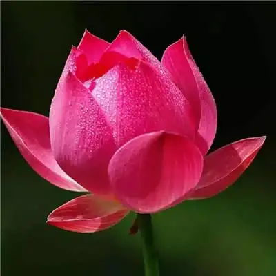 惊艳的荷花头像图片