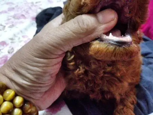 新买的泰迪,前门牙刚露尖尖的齿.应该有几个月大了.