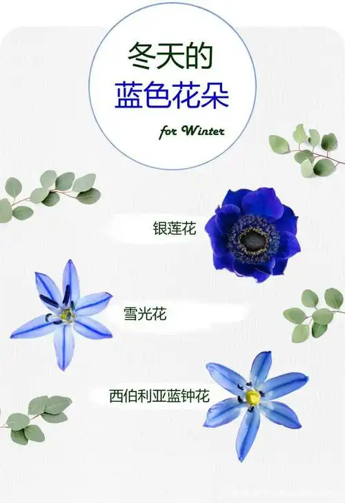 冬天的蓝色花朵 银莲花----花语是期待与不需回报的爱情.