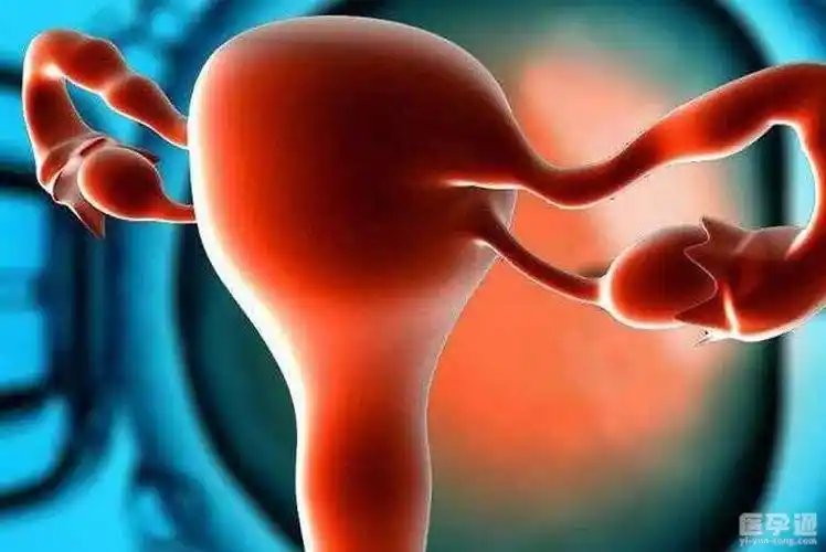 弓形子宫做试管婴儿怀孕的几率大吗你想知道答案都在这里