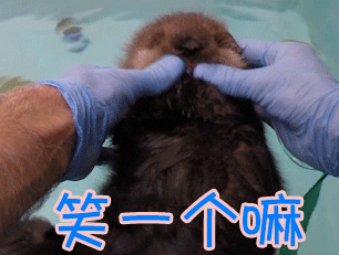 海獭笑一个嘛gif动图_动态图_表情包下载_soogif