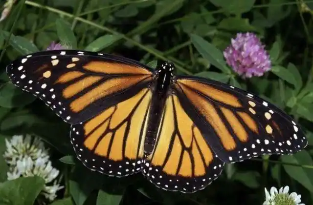 卑鄙的蝴蝶:以同类幼虫为食,收割"新婚礼物" - 知乎