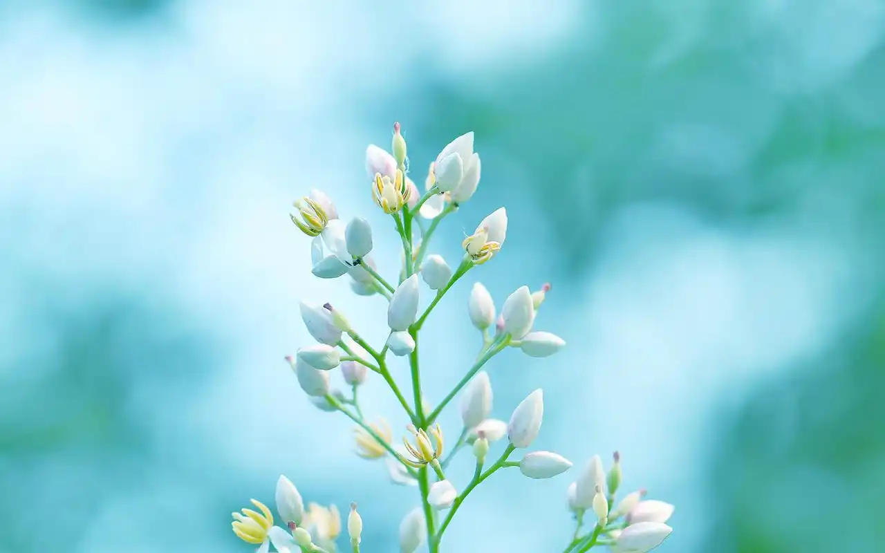 清新绿色护眼桌面壁纸_小清新的绿色植物