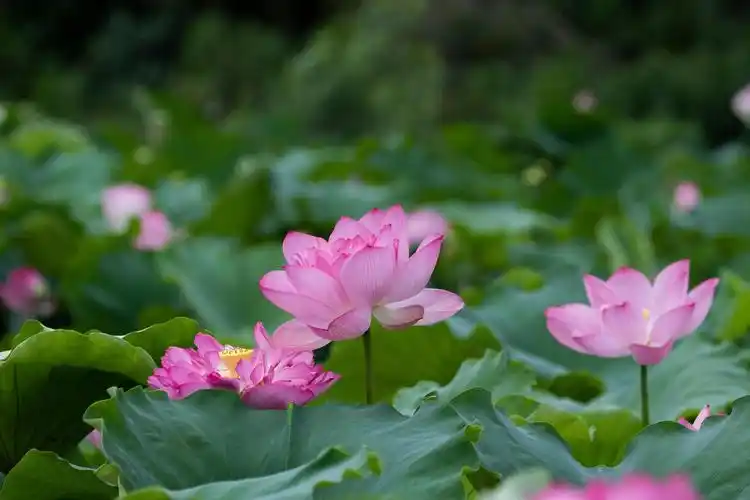 阳江阳西:夏日荷花别样红