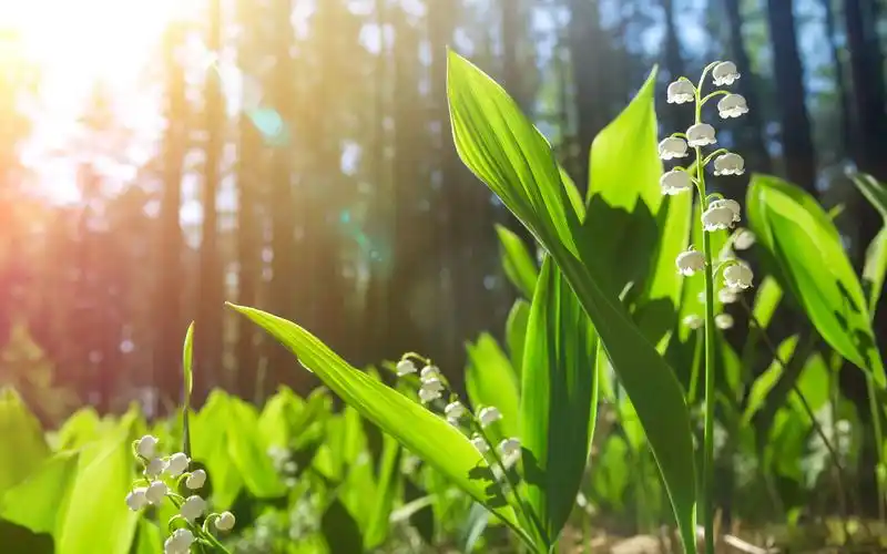 绿色树林草地风景高清电脑壁纸