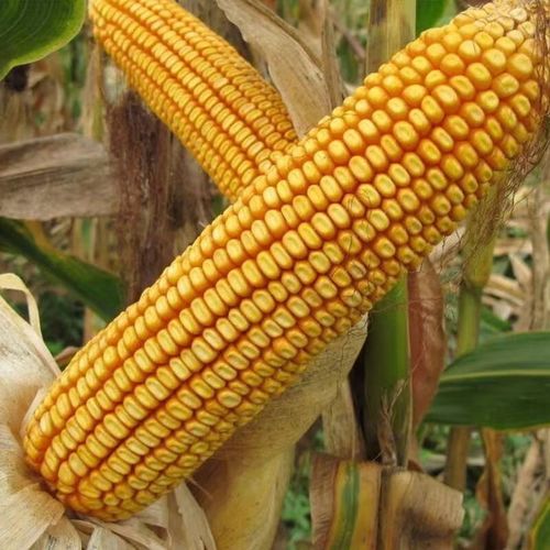 958批发大全大棒白轴抗倒抗旱矮杆苞谷粮饲 国审老品种郑单958玉米种