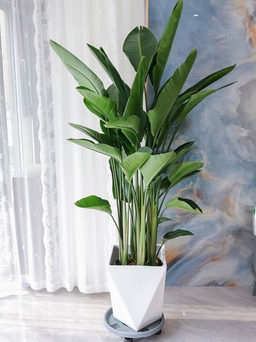 天堂鸟鹤望兰盆栽室内大型植物净化空气吸甲醛客厅花卉办公室绿植