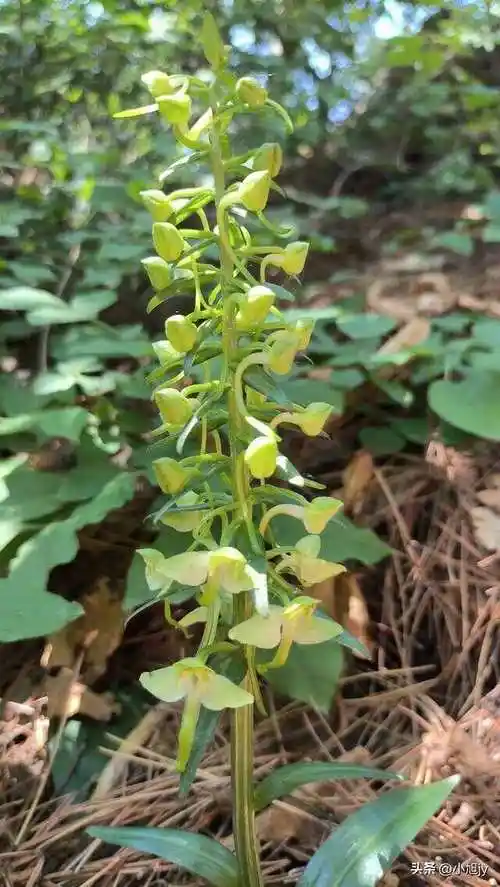 辽宁野生花草集 ㈣|我在山上又见到15种野生开花植物,你认识吗?