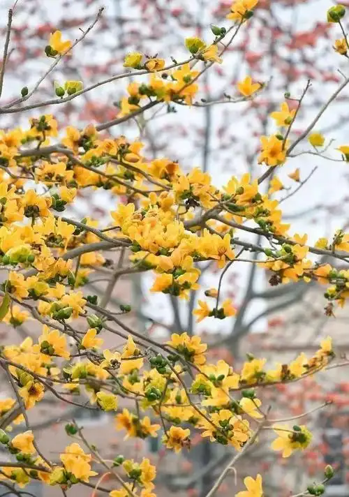 罕见!黄色木棉花你见过吗?汕头就有!|木棉树|繁花_