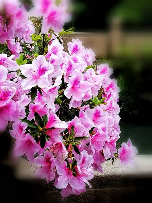 杜鹃花开映山红一一手机随拍