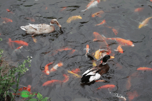 济南首个锦鲤文化小镇落户长清马山