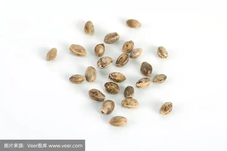 大麻种子的特写镜头