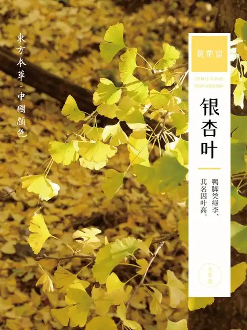 黄栗留银杏叶装枕秋色入梦