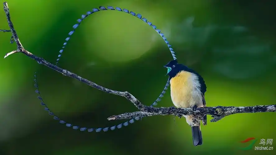 巴布亚新几内亚拍天堂鸟之旅