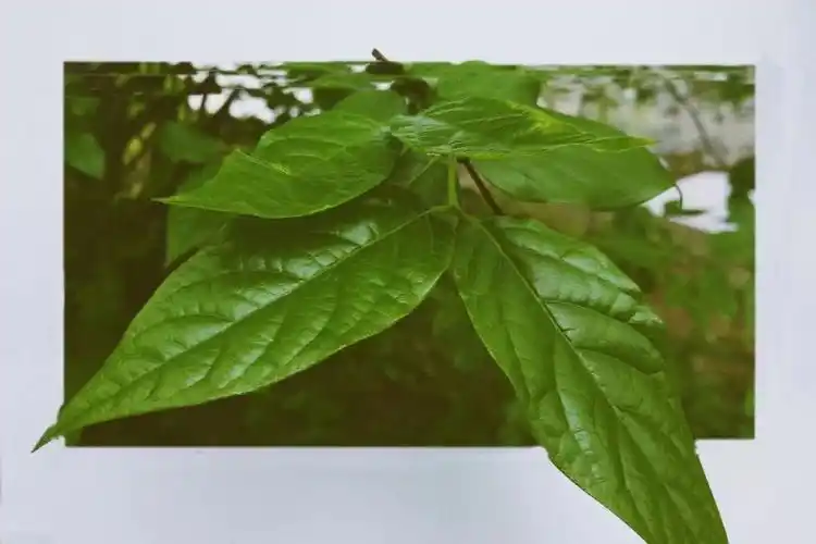 黑科技裸眼3d寻觅师大春夏的气息