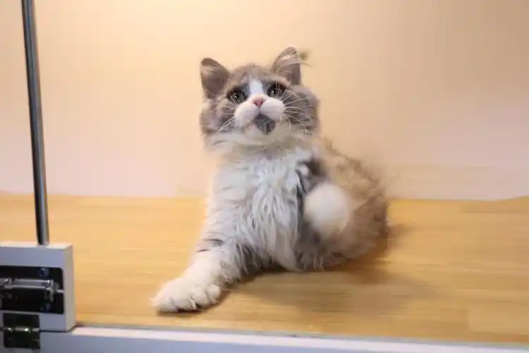 沐米宠物英国短毛猫蓝白母猫沐米猫舍英短