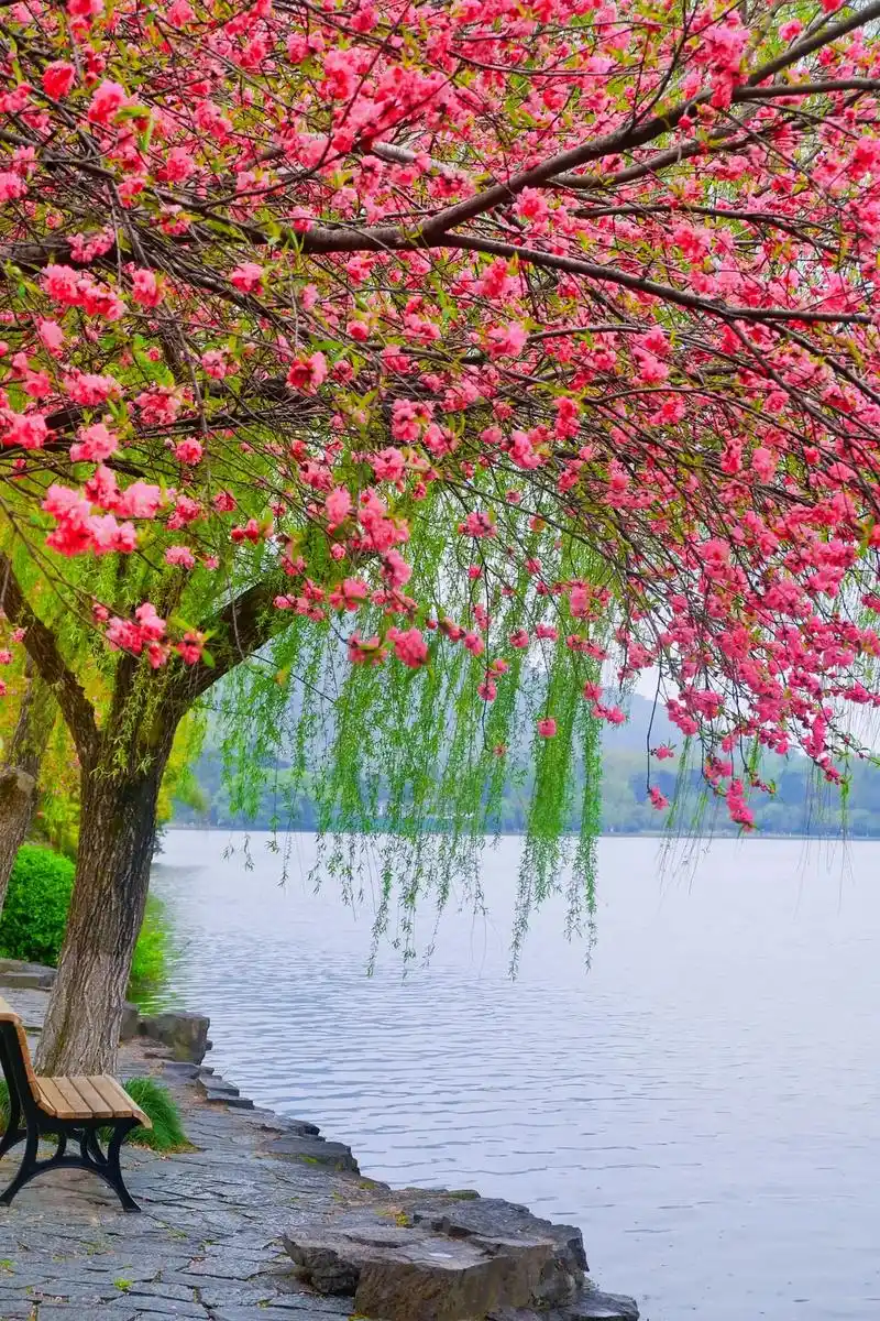 西湖景致六吊桥,一株杨柳一株桃#春天的色彩 #苏堤春晓 #杭 - 抖音