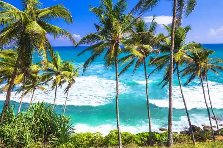 椰子岛图片-大海与椰子树素材-高清图片-摄影照片-寻图免费打包下载