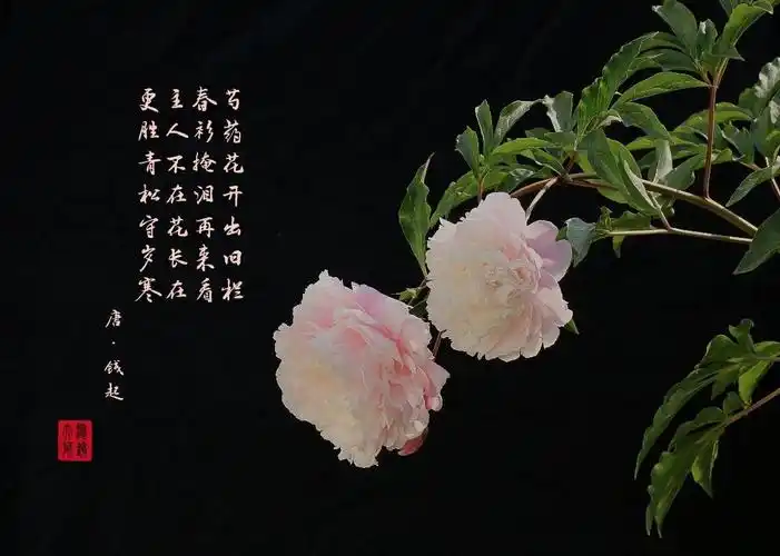 五月芍药赛牡丹