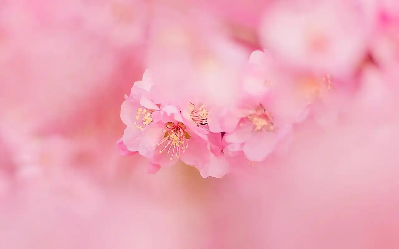 唯美粉嫩桃花高清摄影图片电脑壁纸