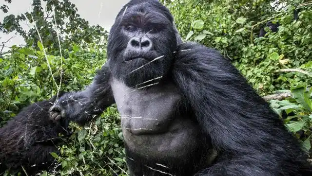 小游客对大猩猩捶胸口 大猩猩撞坏强化玻璃