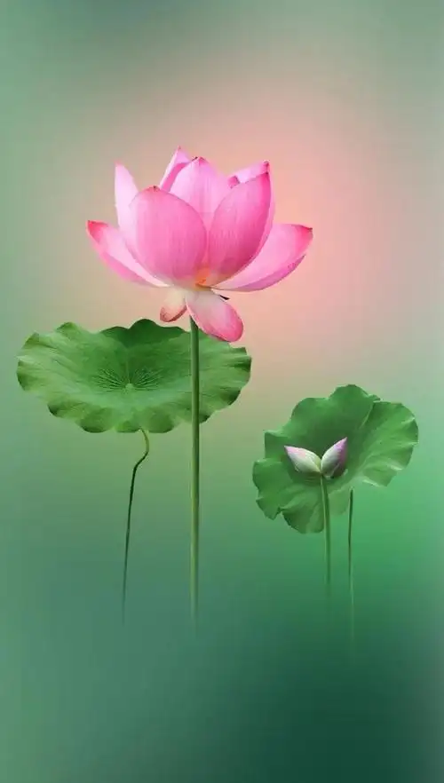 荷花壁纸,静默无言的美,不是短暂的繁华和浮华