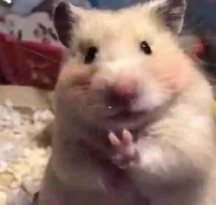 (仓鼠小手比耶)_比耶_仓鼠_小手表情