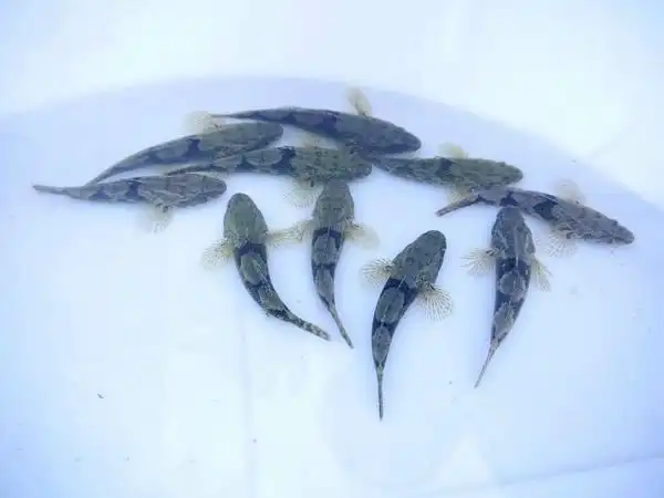 这种鱼俗称沙里趴以前农村遍地有现在很少见一斤30元