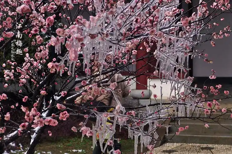 一树冰梅向阳开