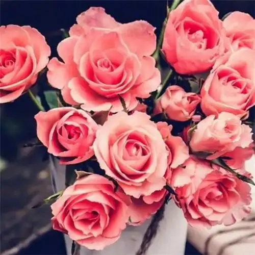 美丽鲜花头像图片大全 高清好看的唯美意境花朵微信头像_植物头像