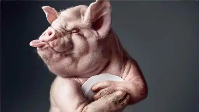 世界上最丑的动物竟是一头猪?万万想不到!