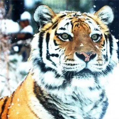 老虎帅气的图片头像 帅气头像图片大全 -【爱个性】