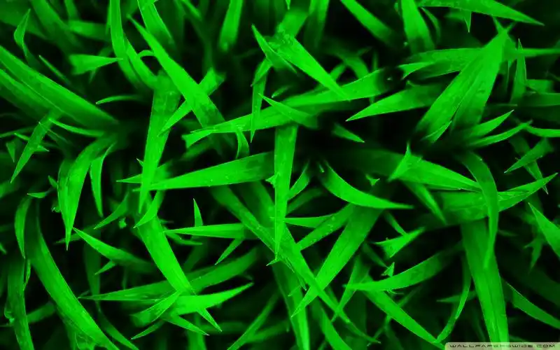 高清养眼绿色桌面壁纸1920x1200