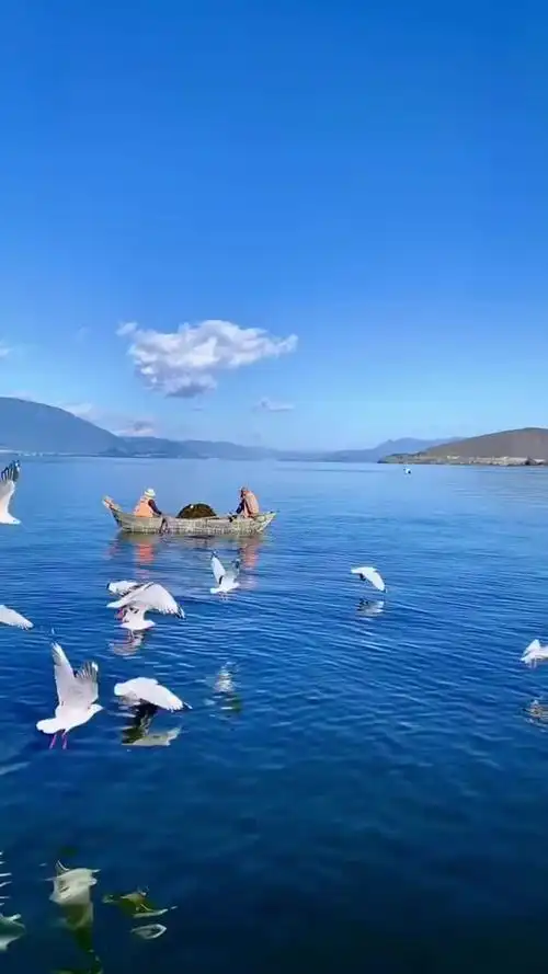 蓝天白云洱海还有小船摇海鸥飞