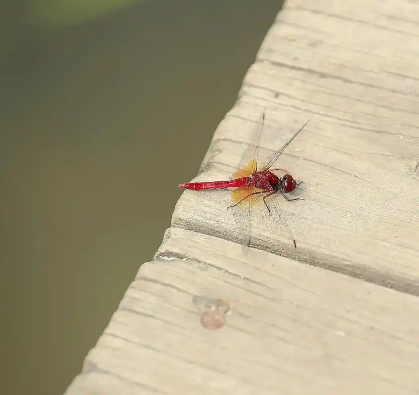 红蜻蜓#记录生活的点点滴滴留下美好回忆 #只有照片能记录这份 - 抖音