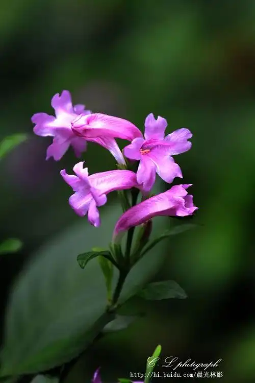 你可能熟知板蓝根,但是你未必见过板蓝花.