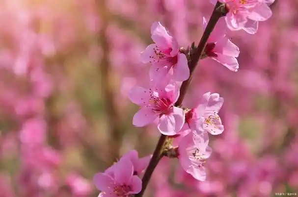 《咏桃花》诗二首